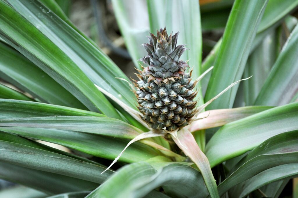 15 Amazing Health Benefits of Pineapple