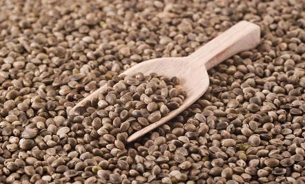 What is Hemp Seed: Benefits And Side Effect